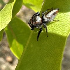 Opisthoncus sp. (genus) at Aranda, ACT - 14 Nov 2024