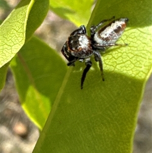 Opisthoncus sp. (genus) at Aranda, ACT - 14 Nov 2024