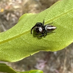 Opisthoncus sp. (genus) at Aranda, ACT - 14 Nov 2024