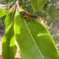 Gminatus australis (Orange assassin bug) at Aranda, ACT - 14 Nov 2024 by Jubeyjubes