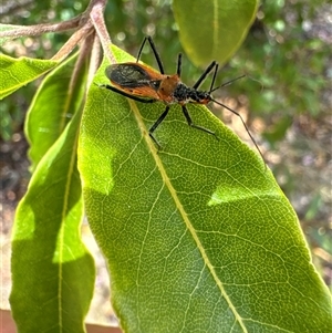 Gminatus australis at Aranda, ACT - 14 Nov 2024 01:18 PM