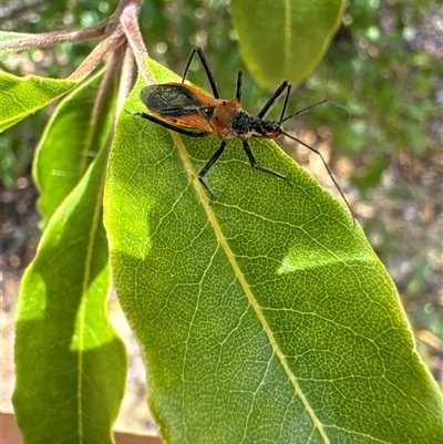 Gminatus australis (Orange assassin bug) at Aranda, ACT - 14 Nov 2024 by Jubeyjubes