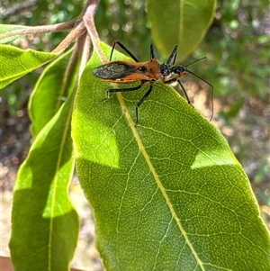 Gminatus australis at Aranda, ACT - 14 Nov 2024 01:18 PM