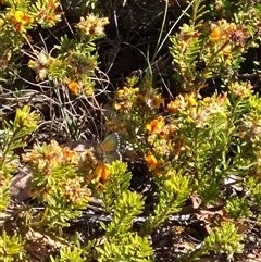 Neolucia agricola (Fringed Heath-blue) at Bungendore, NSW - 10 Nov 2024 by clarehoneydove