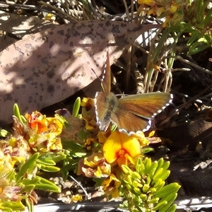 Neolucia agricola at Bungendore, NSW - 10 Nov 2024