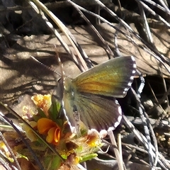 Neolucia agricola at Bungendore, NSW - 10 Nov 2024