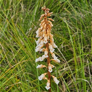 Gastrodia procera at Kingston, ACT - 14 Nov 2024