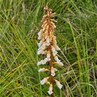 Gastrodia procera (Tall Potato Orchid) at Kingston, ACT - 14 Nov 2024 by MatthewFrawley