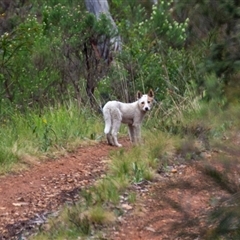 Canis lupus at Cotter River, ACT - 13 Nov 2024 01:11 PM