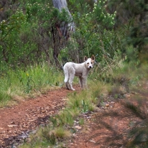 Canis lupus at Cotter River, ACT - 13 Nov 2024 01:11 PM