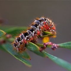 Pterolocera (genus) (Antheliid moth) at Cotter River, ACT - 13 Nov 2024 by Jek