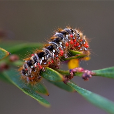 Pterolocera (genus) (Antheliid moth) at Cotter River, ACT - 13 Nov 2024 by Jek