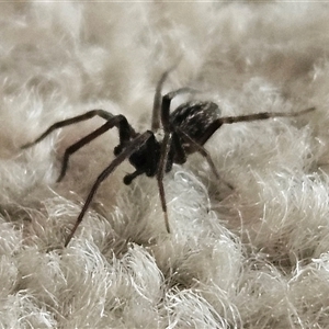 Badumna insignis (Black House Spider) at Hawker, ACT by sangio7