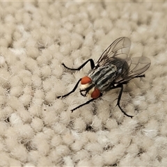 Sarcophaga sp. (genus) (Flesh fly) at Hawker, ACT - 14 Nov 2024 by sangio7