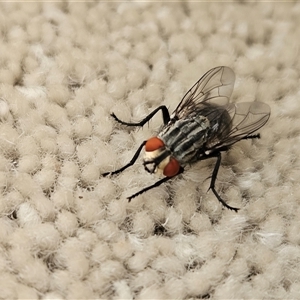 Sarcophaga sp. (genus) (Flesh fly) at Hawker, ACT by sangio7