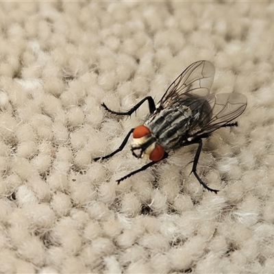 Sarcophaga sp. (genus) (Flesh fly) at Hawker, ACT - 14 Nov 2024 by sangio7