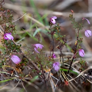 Tetratheca bauerifolia at Cotter River, ACT - 13 Nov 2024 01:01 PM