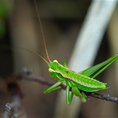 Chlorodectes sp. (genus) (A shield back katydid) at Cotter River, ACT - 13 Nov 2024 by Jek