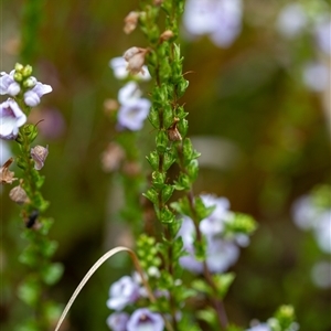 Euphrasia collina subsp. paludosa at Cotter River, ACT - 13 Nov 2024 12:51 PM