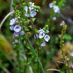 Euphrasia collina subsp. paludosa at Cotter River, ACT - 13 Nov 2024 12:51 PM