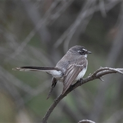 Rhipidura albiscapa (Grey Fantail) at McKellar, ACT - 11 Nov 2024 by AlisonMilton