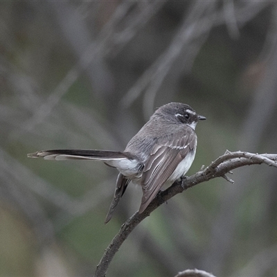 Rhipidura albiscapa (Grey Fantail) at McKellar, ACT - 10 Nov 2024 by AlisonMilton