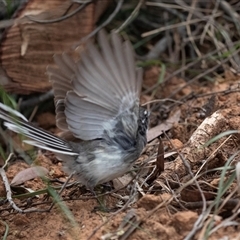 Rhipidura albiscapa at McKellar, ACT - 11 Nov 2024