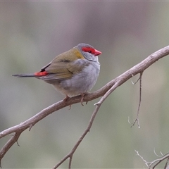 Neochmia temporalis (Red-browed Finch) at McKellar, ACT - 11 Nov 2024 by AlisonMilton