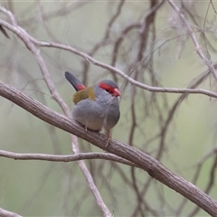 Neochmia temporalis at McKellar, ACT - 11 Nov 2024