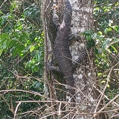 Varanus varius at Lorne, NSW - 14 Nov 2024 by Butlinz