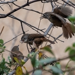 Sericornis frontalis (White-browed Scrubwren) at McKellar, ACT - 11 Nov 2024 by AlisonMilton