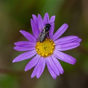 Lasioglossum (Chilalictus) lanarium at Cotter River, ACT - 13 Nov 2024