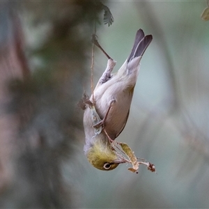 Zosterops lateralis (Silvereye) at McKellar, ACT by AlisonMilton