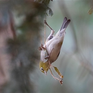 Zosterops lateralis at McKellar, ACT - 11 Nov 2024