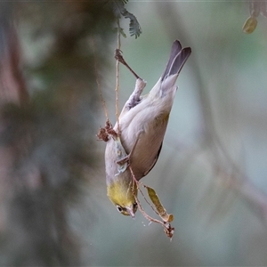 Zosterops lateralis at McKellar, ACT - 11 Nov 2024 11:03 AM