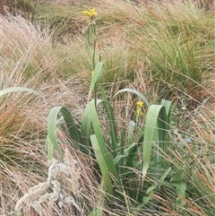 Iris pseudacorus (Yellow Flag) at Gowrie, ACT - 14 Nov 2024 by MB