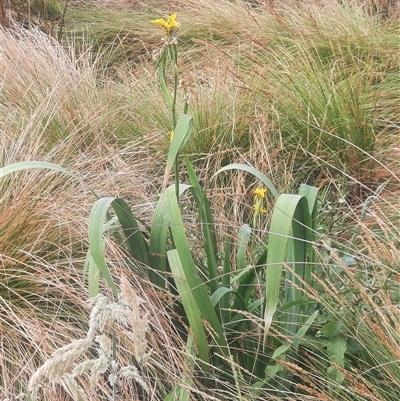 Iris pseudacorus (Yellow Flag) at Gowrie, ACT - 14 Nov 2024 by MB