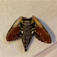 Tetrachroa edwardsi (A Hawk moth) at Bergalia, NSW - 14 Nov 2024 by LMF