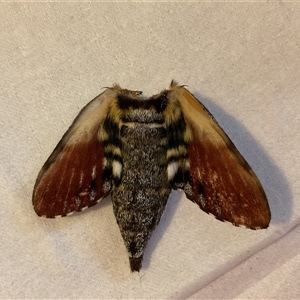 Tetrachroa edwardsi (A Hawk moth) at Bergalia, NSW by LMF