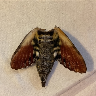 Tetrachroa edwardsi (A Hawk moth) at Bergalia, NSW - 14 Nov 2024 by LMF