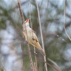 Acrocephalus australis (Australian Reed-Warbler) at McKellar, ACT - 11 Nov 2024 by AlisonMilton