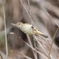 Acrocephalus australis at McKellar, ACT - 11 Nov 2024