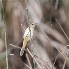 Acrocephalus australis at McKellar, ACT - 11 Nov 2024