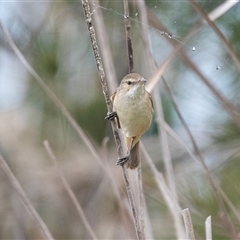 Acrocephalus australis at McKellar, ACT - 11 Nov 2024