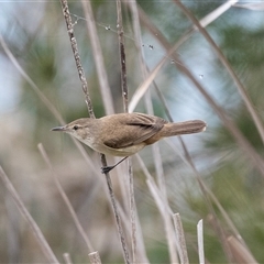 Acrocephalus australis at McKellar, ACT - 11 Nov 2024