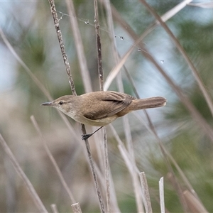 Acrocephalus australis at McKellar, ACT - 11 Nov 2024