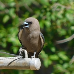 Artamus cyanopterus (Dusky Woodswallow) at Symonston, ACT - 14 Nov 2024 by CallumBraeRuralProperty