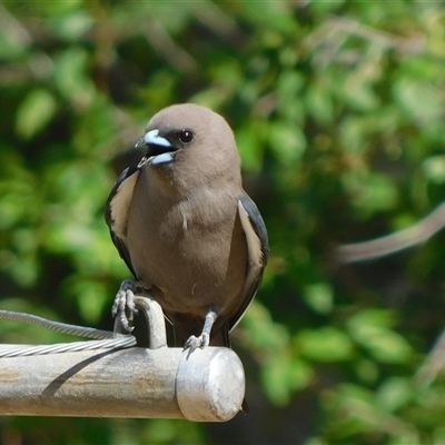 Artamus cyanopterus cyanopterus (Dusky Woodswallow) at Symonston, ACT - 14 Nov 2024 by CallumBraeRuralProperty