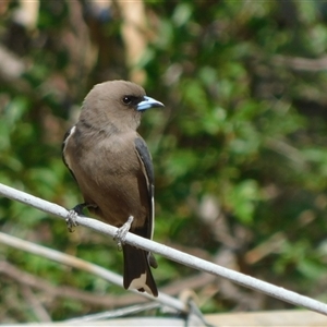 Artamus cyanopterus at Symonston, ACT - 14 Nov 2024