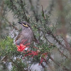 Caligavis chrysops (Yellow-faced Honeyeater) at McKellar, ACT - 11 Nov 2024 by AlisonMilton